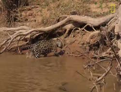 Une proie sûrement difficile à  digérer :-) 